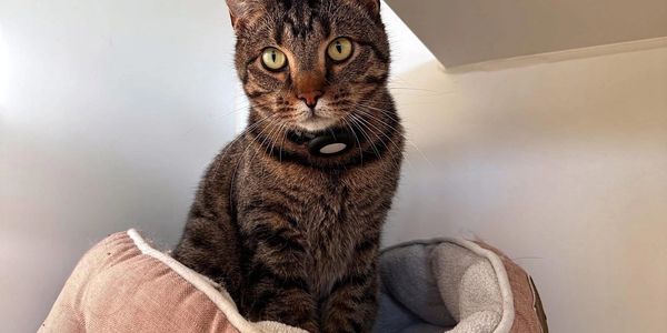 cat condo, cat boarding