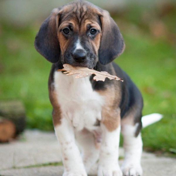 Harrier Hound Puppy holding a leaf in its mouth, standing outdoors.