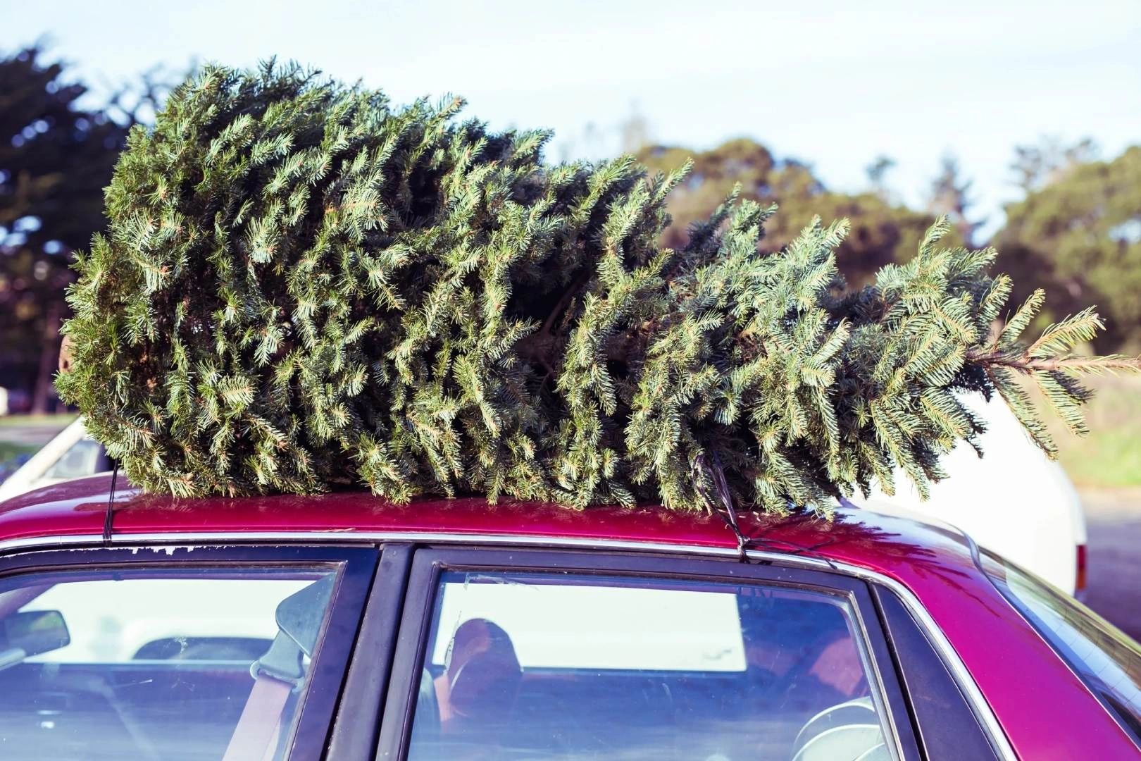 A Christmas tree on top of a car