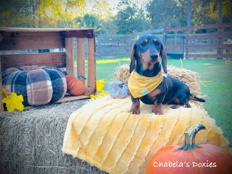 Chabela's Doxies
Miniature Dachshunds