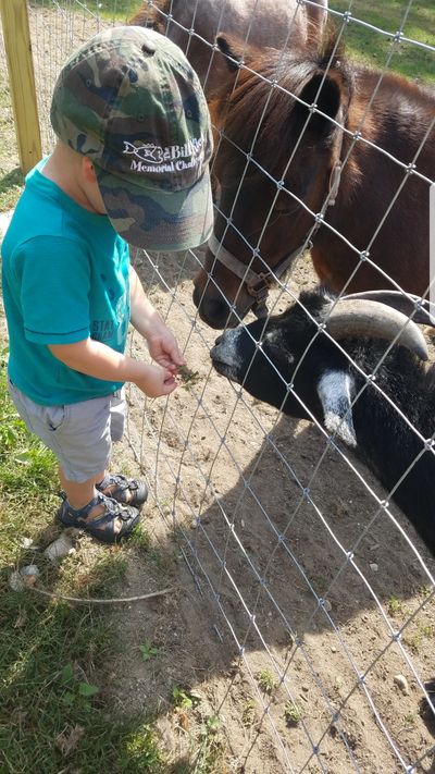 Feeding a snack to the goats!
