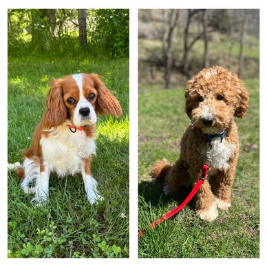 Two different dogs sitting on grass in outdoor settings.