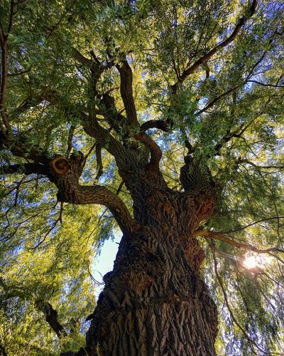 A tall tree to accompany our resources page at Evans Family Counselling & Psychotherapy