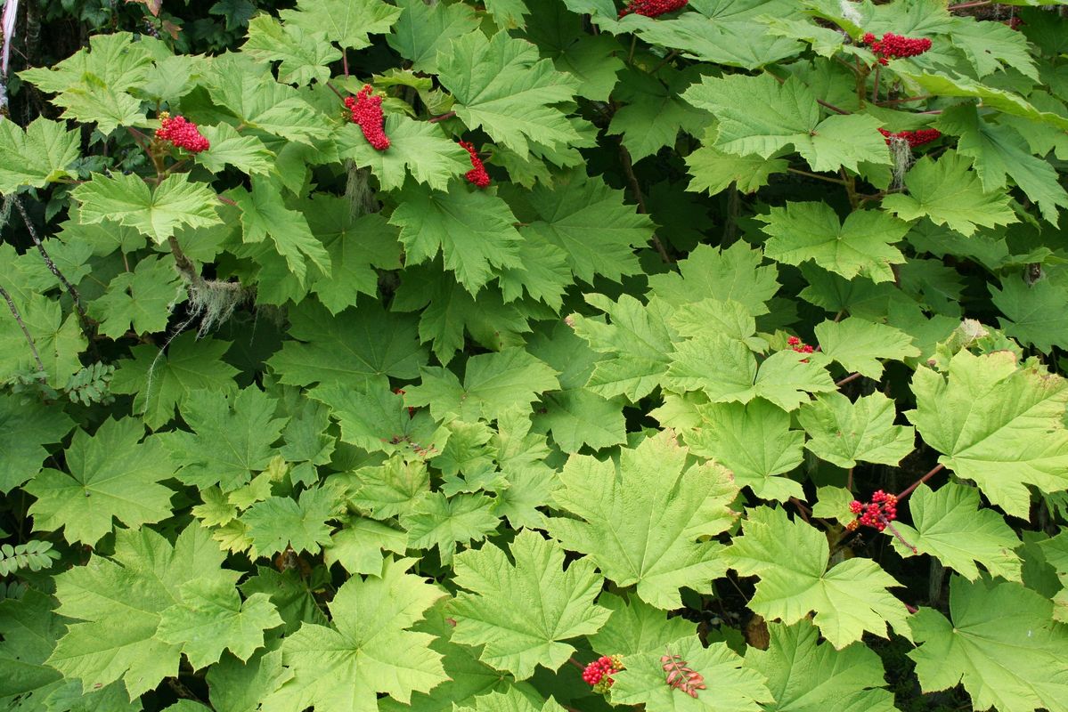 Leaves and berries of the devil's club plant in Southeasts Alaska's Tongass National Forest.