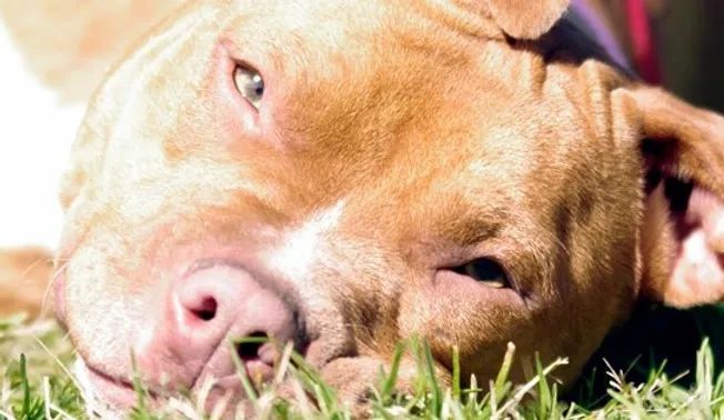 resting pitbull dog on grass