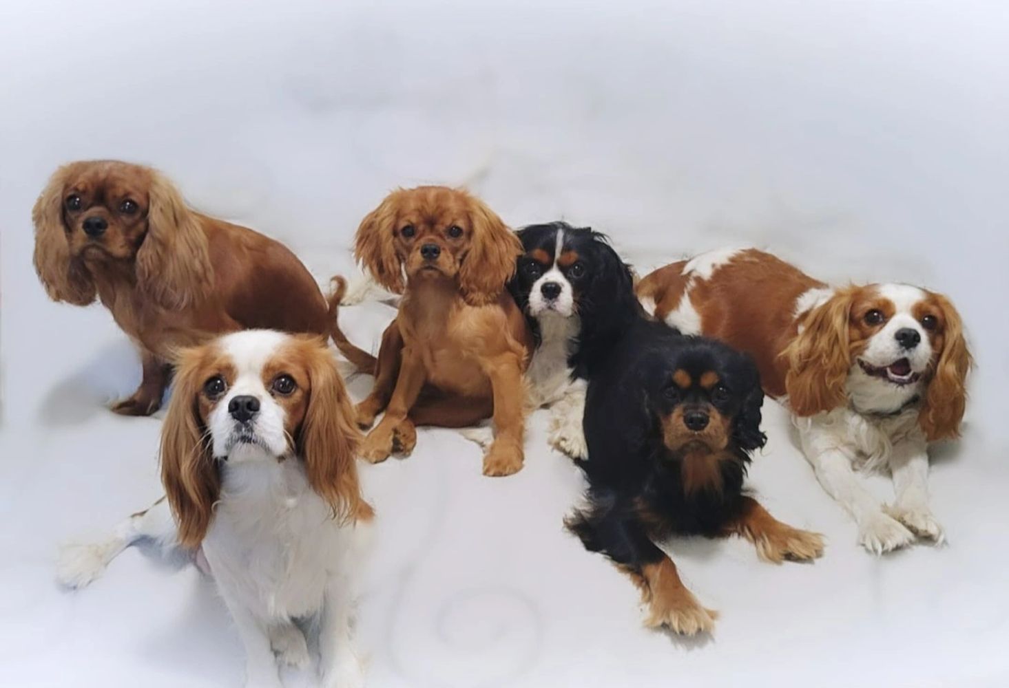 Available cavalier puppies sales