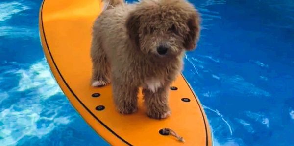 Southern California Doodle, Mini Doodle, Doodle Puppies, Petite goldendoodle, mini goldendoodle