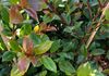 SYZYGIUM PANICULATUM 'BACKYARD BLISS'