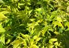 NANDINA 'MAGICAL LEMON LIME'