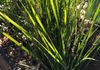 LOMANDRA 'EASY AS'