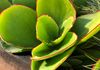 COTYLEDON MACRANTHA