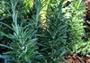 ROSMARINUS OFFICINALIS 'GALLIPOLI'