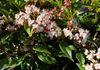 VIBURNUM TINUS 'LAURUSTINUS'