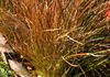 CAREX TESTACEA