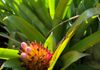 BROMELIAD
