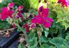 GERANIUM 'BIG PINK'