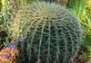 CACTUS 'GOLDEN BARRELL'