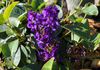 HARDENBERGIA 'SEA OF PURPLE'