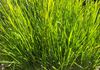 LOMANDRA 'LIME TUFF'