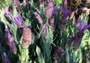 LAVANDULA 'LUSI PURPLE'