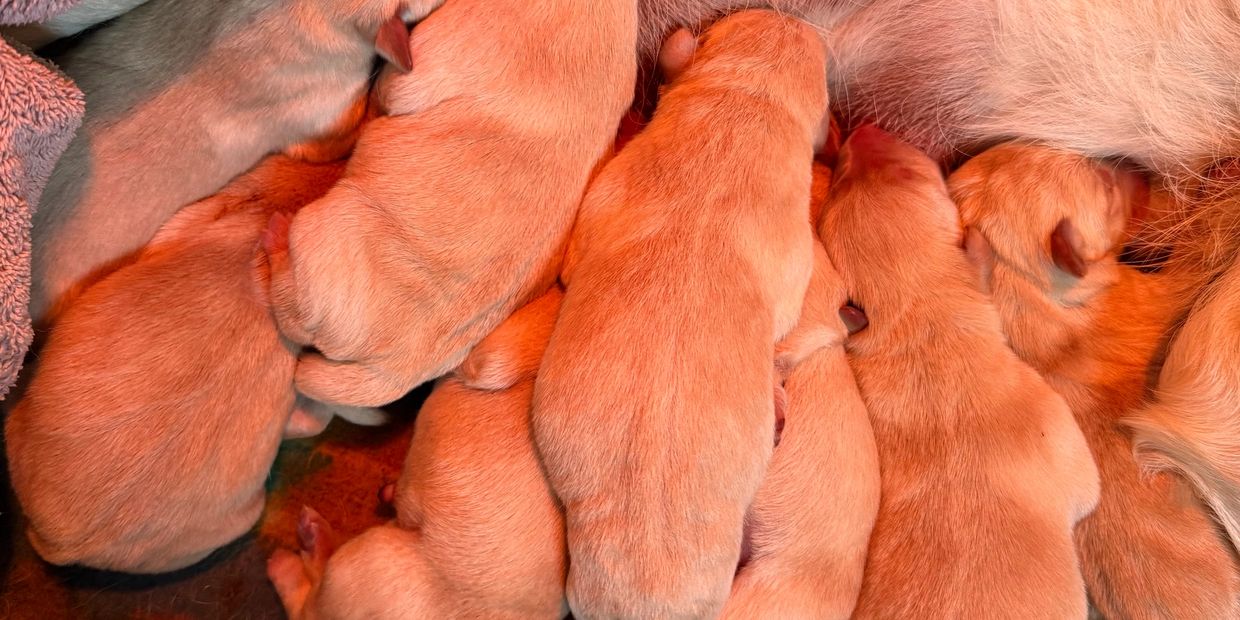 Newborn puppies nursing closely together with soft, golden fur.