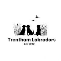 Trentham Labradors