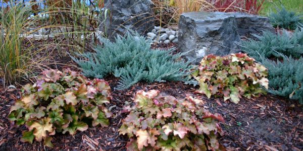 Garden with rocks and plants.