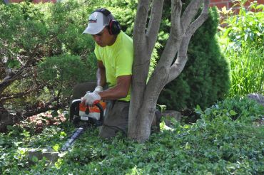 Gardener trimming bushes with a hedge trimmer.