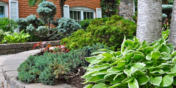 Lush garden with various green plants and trees.