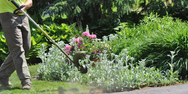 Person trimming garden plants with a string trimmer.