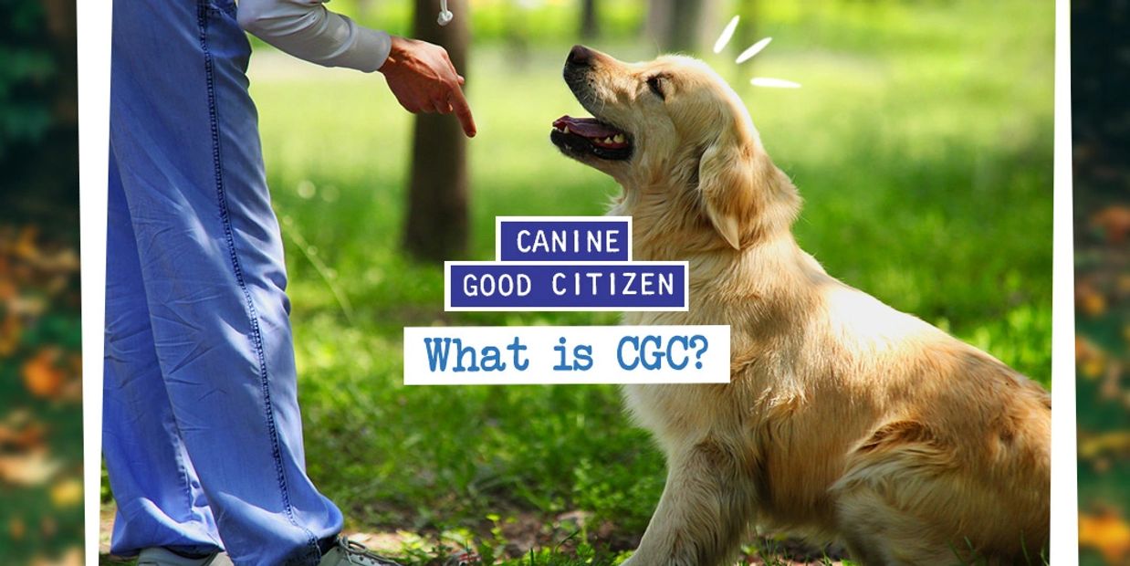 Canine Good Citizen