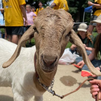 goat at Butte Fire Safe Council Grazing Festival