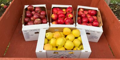 Apples we sell