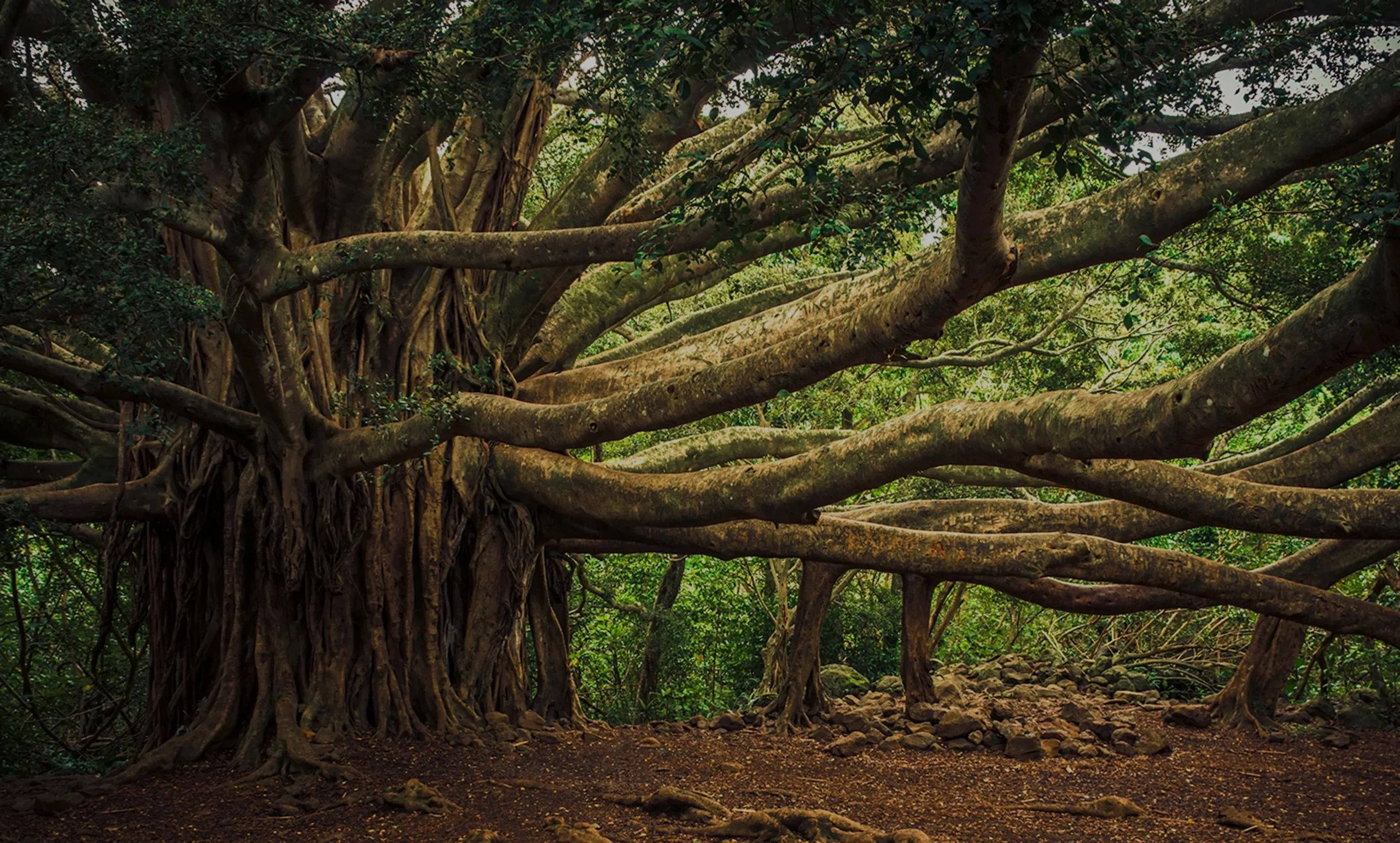 Tree of Life Metaphysical