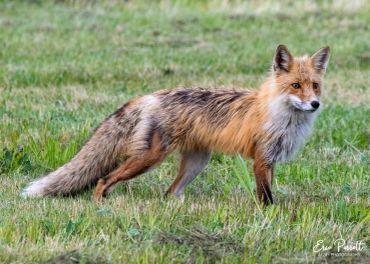 A red fox standing alert in a grassy field.