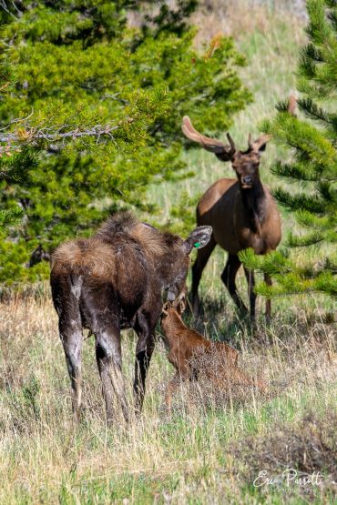 A small elk calf with its mother and another elk in a forest clearing.