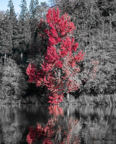 A vibrant red tree stands out by a calm lake amidst grayscale surroundings.