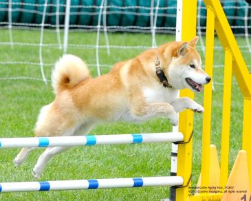 About Shibas Masakado Shiba