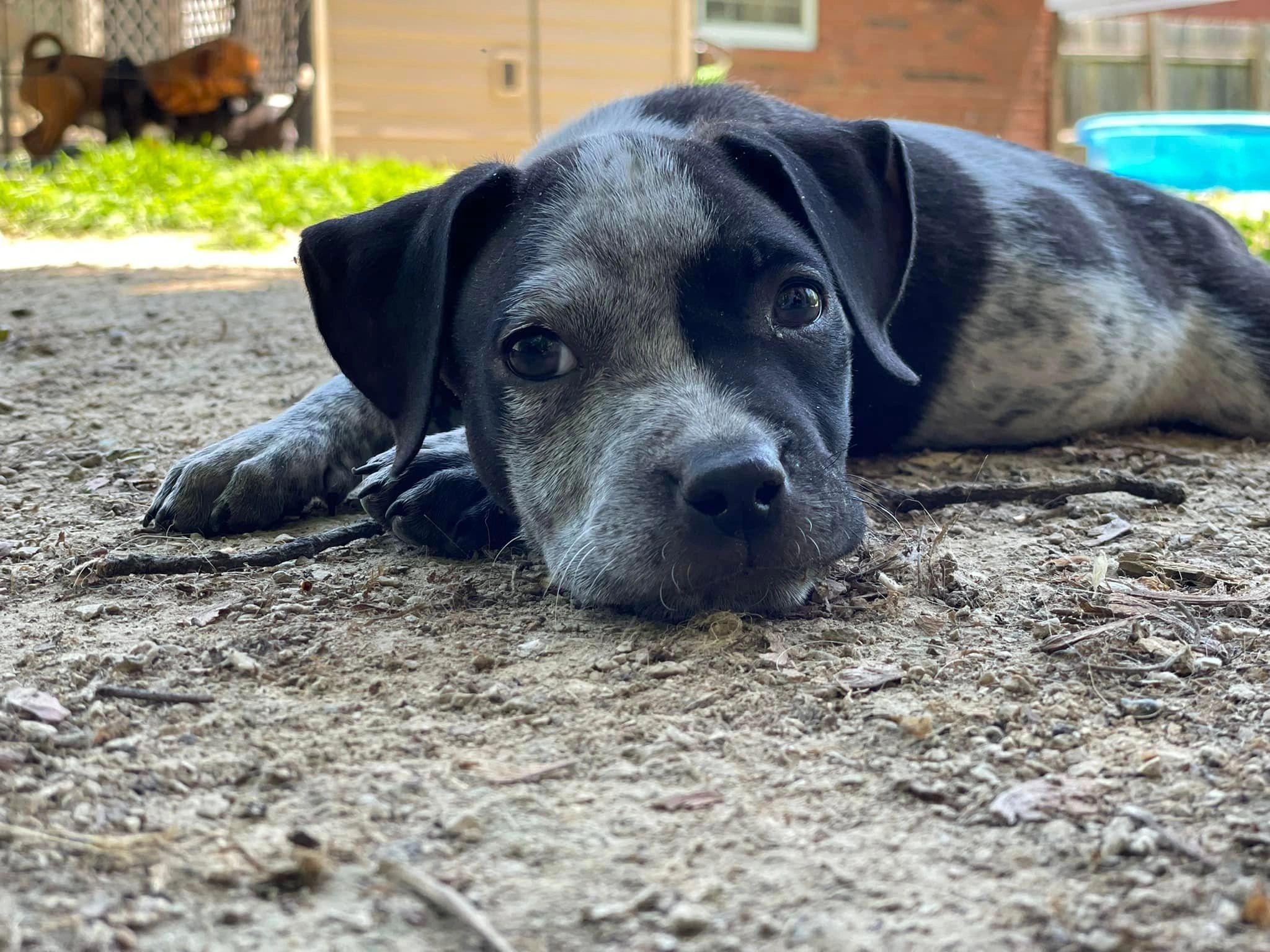 Southern Indiana Animal Rescue