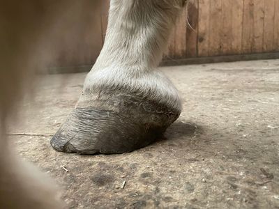 Der Huf zeigt eine veränderte Form mit deutlicher Belastung im hinteren Bereich. Das Hufmaterial wir
