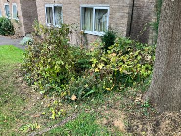 Bushes in front of a brick building.
