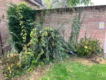 Overgrown garden with bushes and ivy on brick wall.
