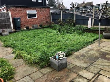 Backyard garden with tall grass and plants.