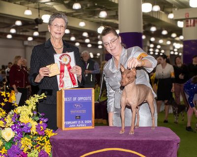         Jes and Groovy BOS
150th Westminster KC Dog Show
