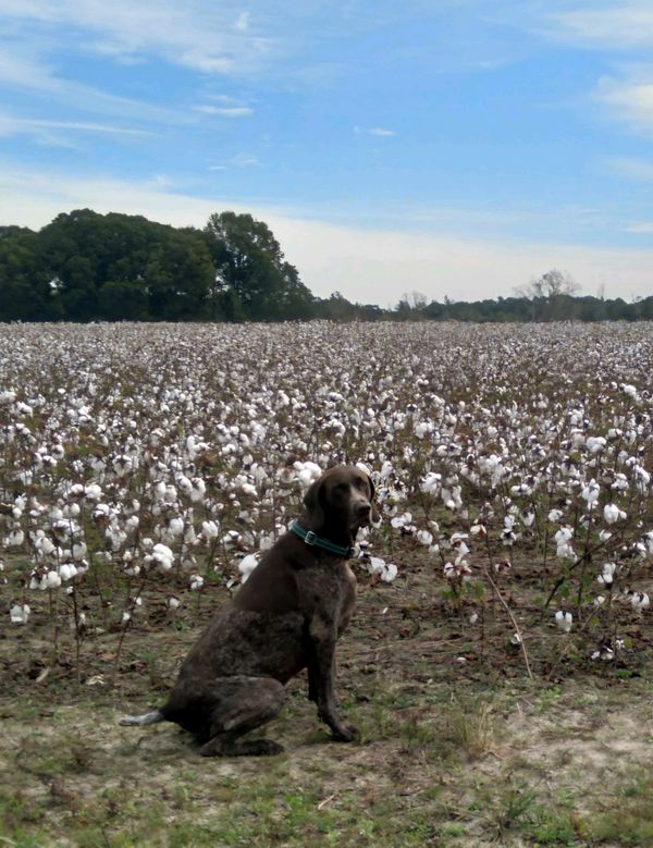 A dog sitting in front of a cotton field under a blue sky.