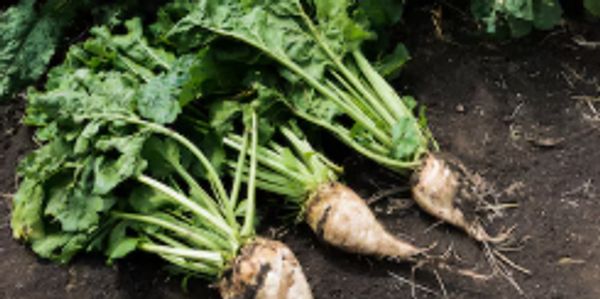 Freshly harvested sugar beets lying on soil with leafy greens attached.