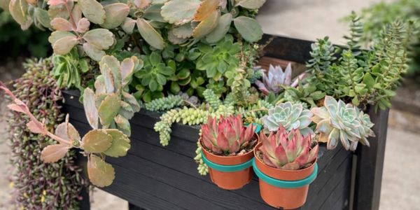 A wooden planter filled with various colorful succulent plants in pots and soil.