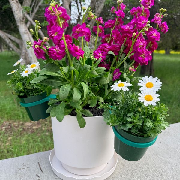 White pot with vibrant pink and white flowers in a garden setting.