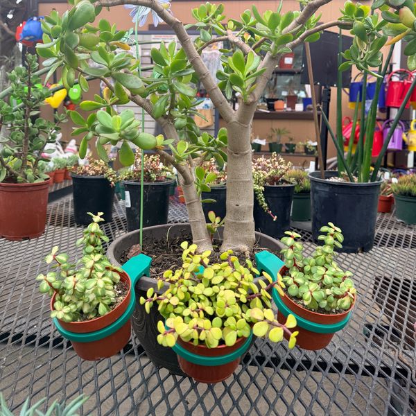 Three small potted succulents hanging around a larger succulent on a metal table.