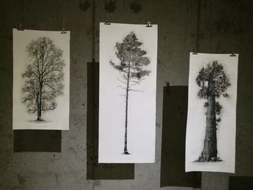 Drawings of three different trees on hanging papers.